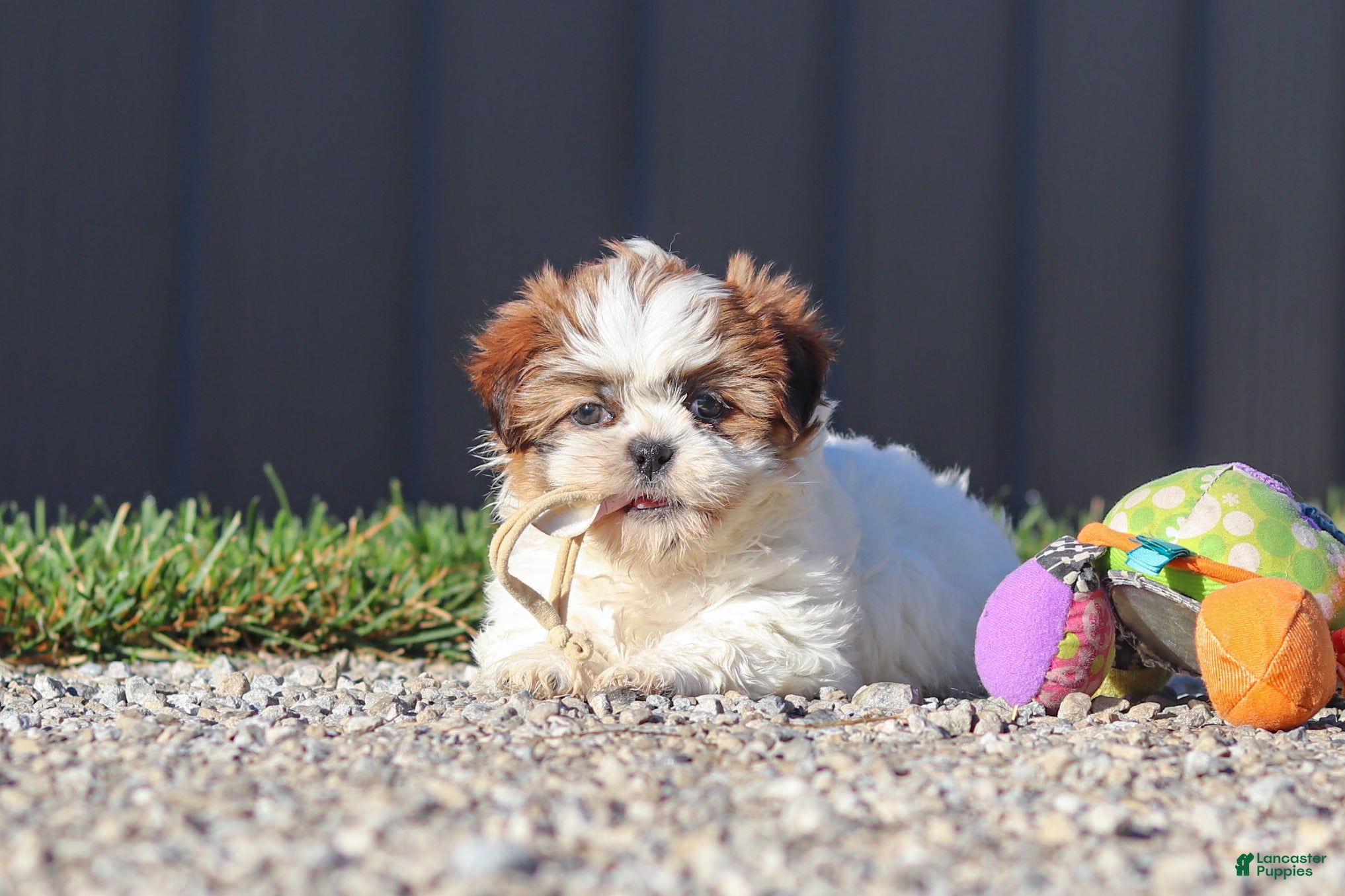 Shih Tzu dogs Julia - Ad 1
