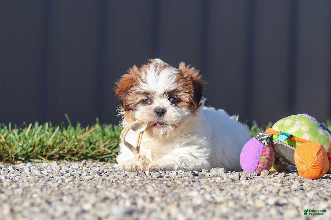 Shih Tzu dogs for sale: Julia - Ad 1
