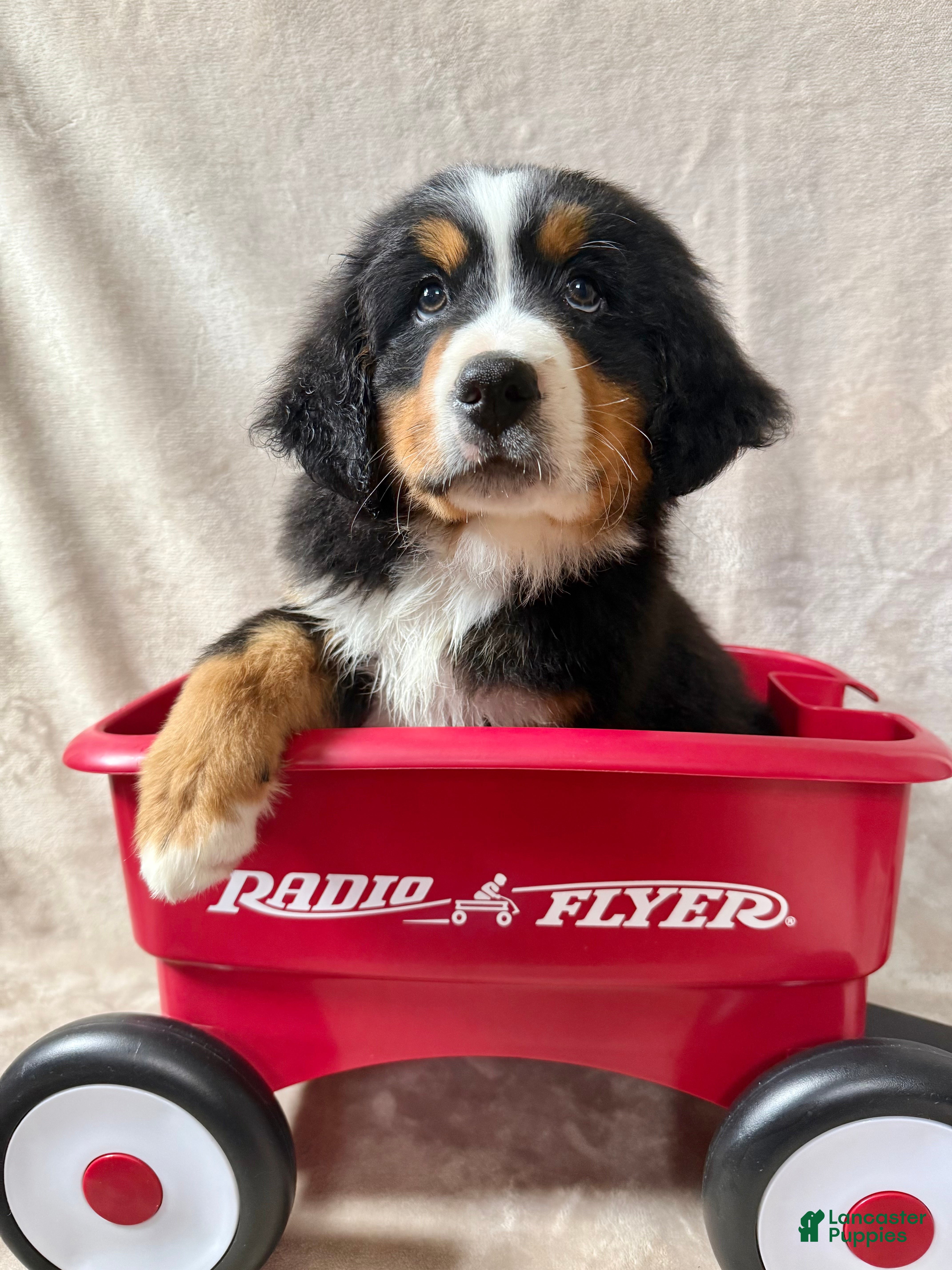 Bernese Mountain Dog dogs Marlin - Ad 42