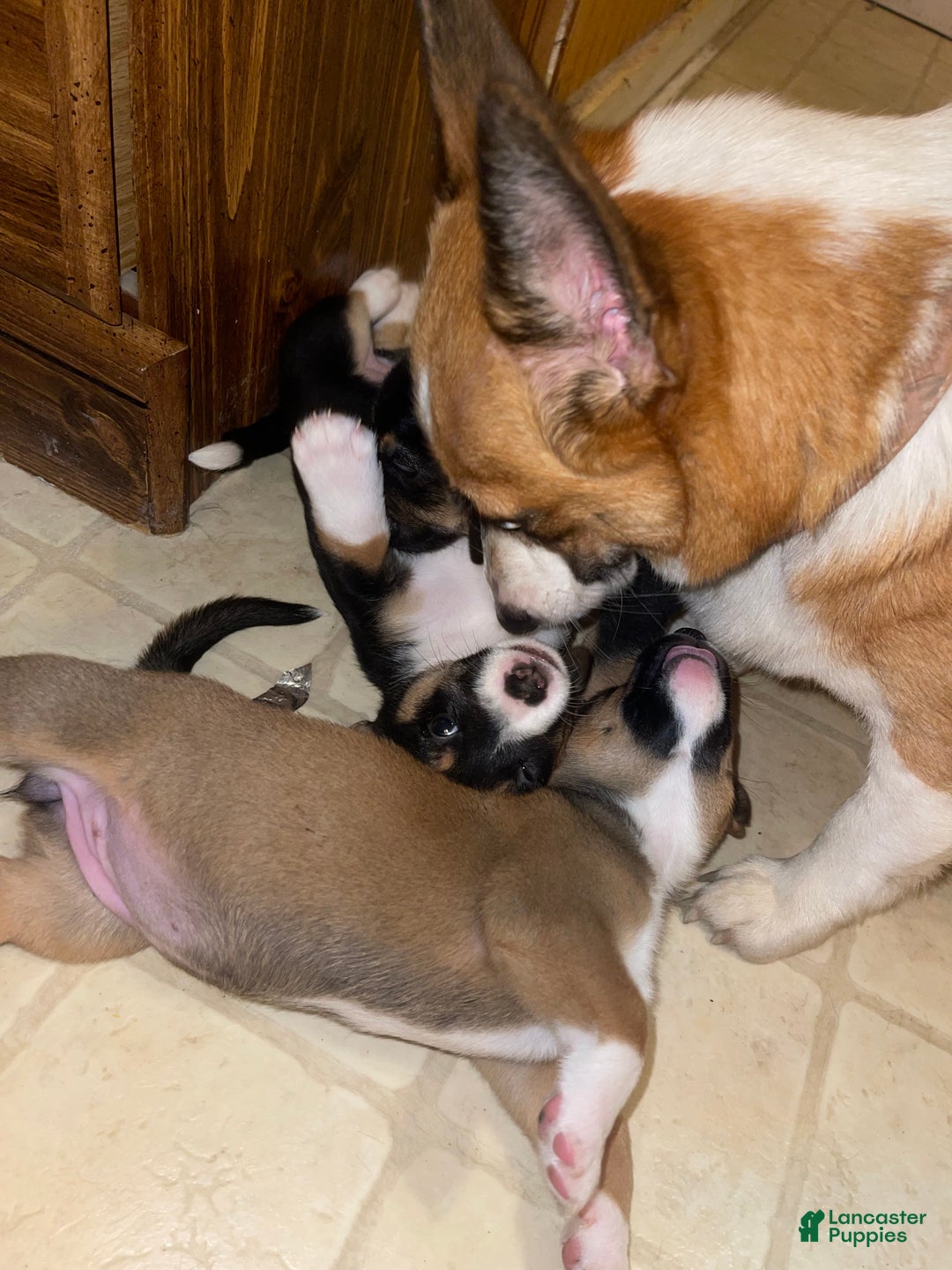 Mixed Breed dogs for sale: Garbanzo - Ad 7