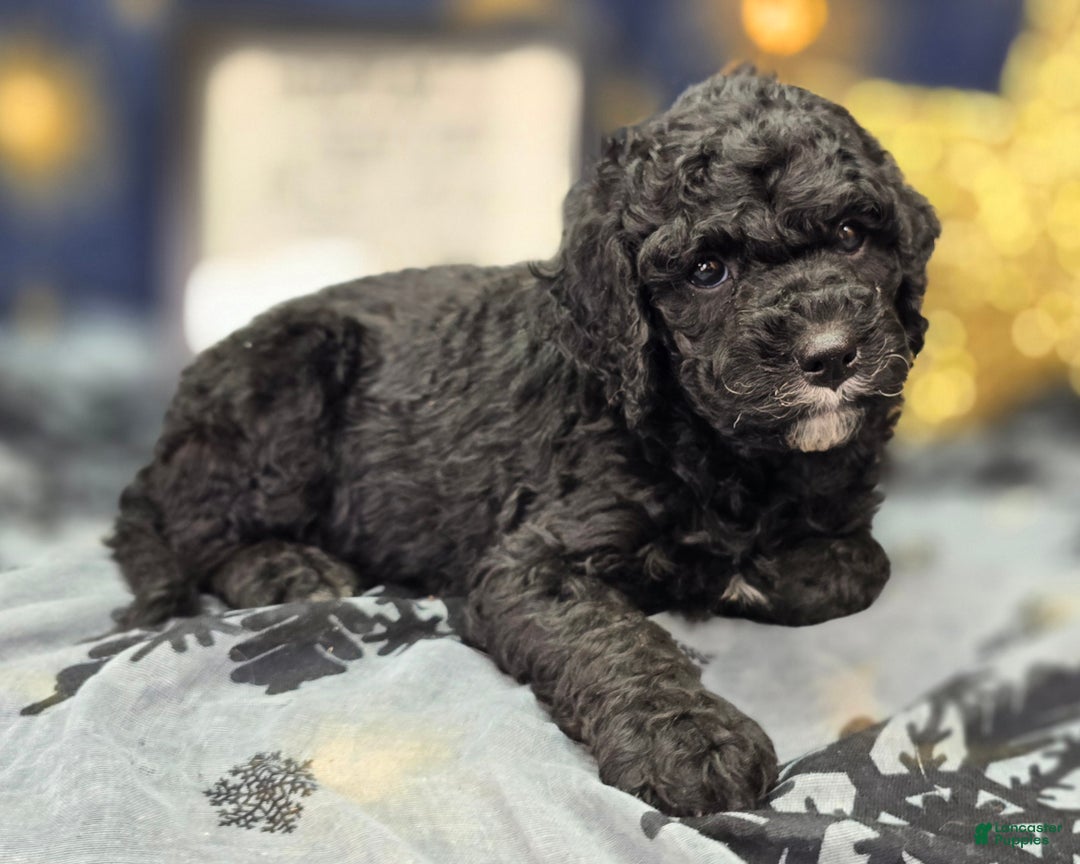 Cockapoo dogs for sale: Crescent - Ad 14