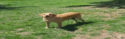 Mixed Breed dogs for sale: Mixed Breed Puppy 1 - Ad 4