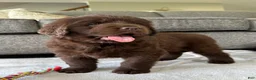 Newfoundland dogs for sale: “ Coco Chanel” OFA, CH, AKC - Ad 7