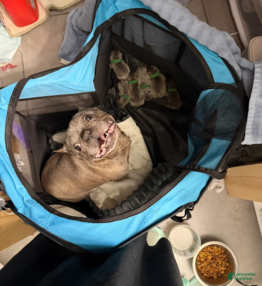French Bulldog dogs for sale: French Bulldog 1 - Ad 2