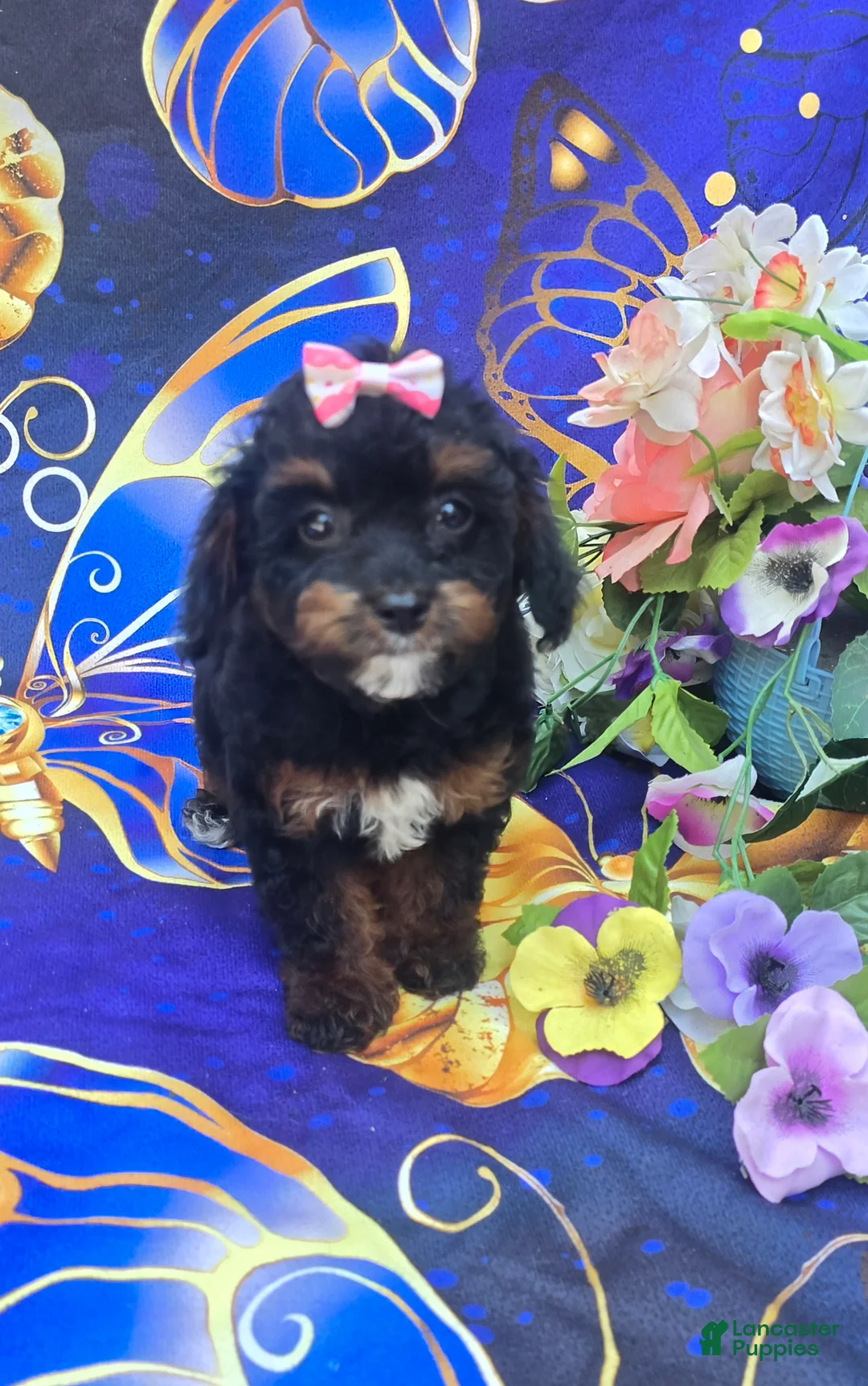 Cavapoo dogs for sale: Eclair - Ad 2