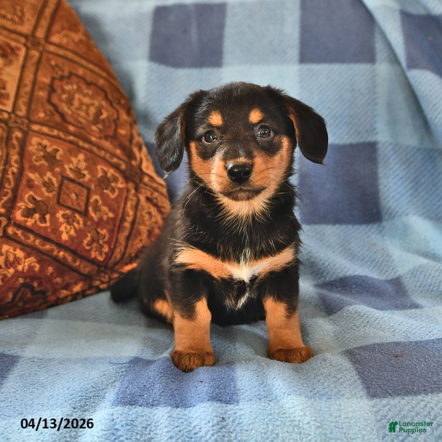 Miniature Dachshund dogs Mabel - Ad 2