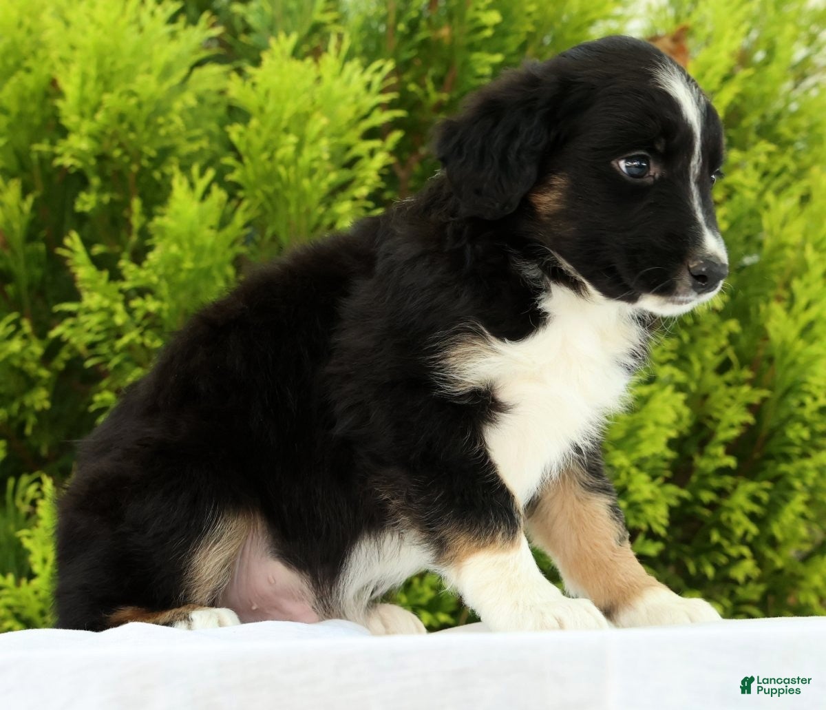 Australian Shepherd dogs for sale: Frisky - Ad 3
