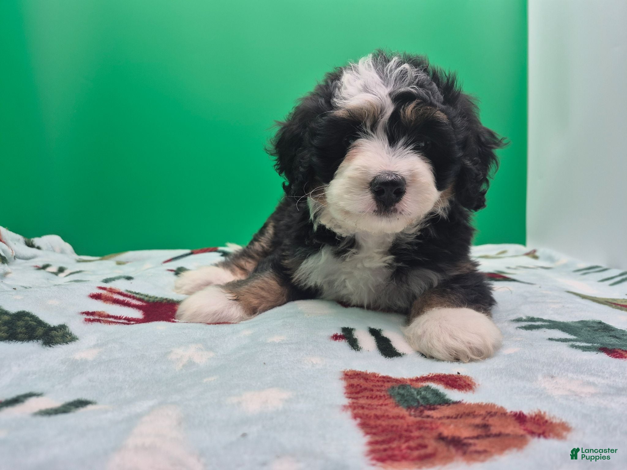 Bernedoodle dogs Bernedoodle 1 - Ad 1