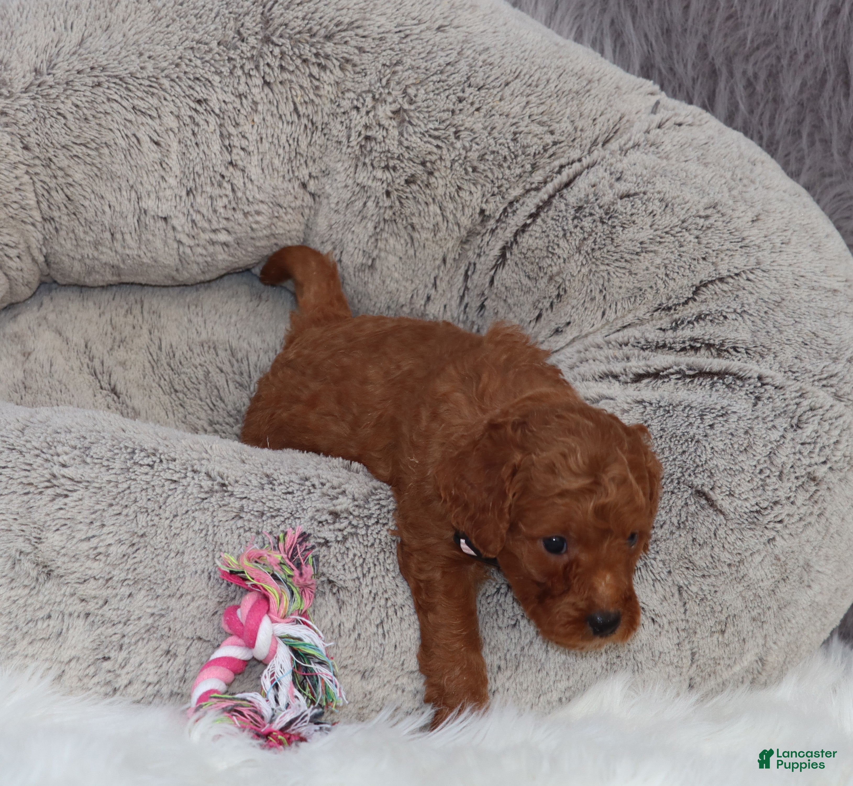 Mini Goldendoodle dogs Miley 💗GenClearParents - Ad 2