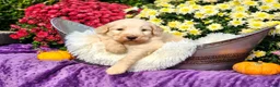 Goldendoodle dogs for sale: Maury - Ad 4