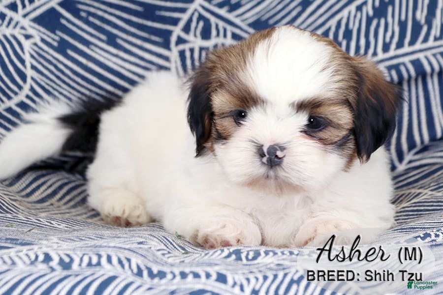 Care Tzu Puppies Cairn Terrier X Shih Tzu Care Tzu Puppies Cairn