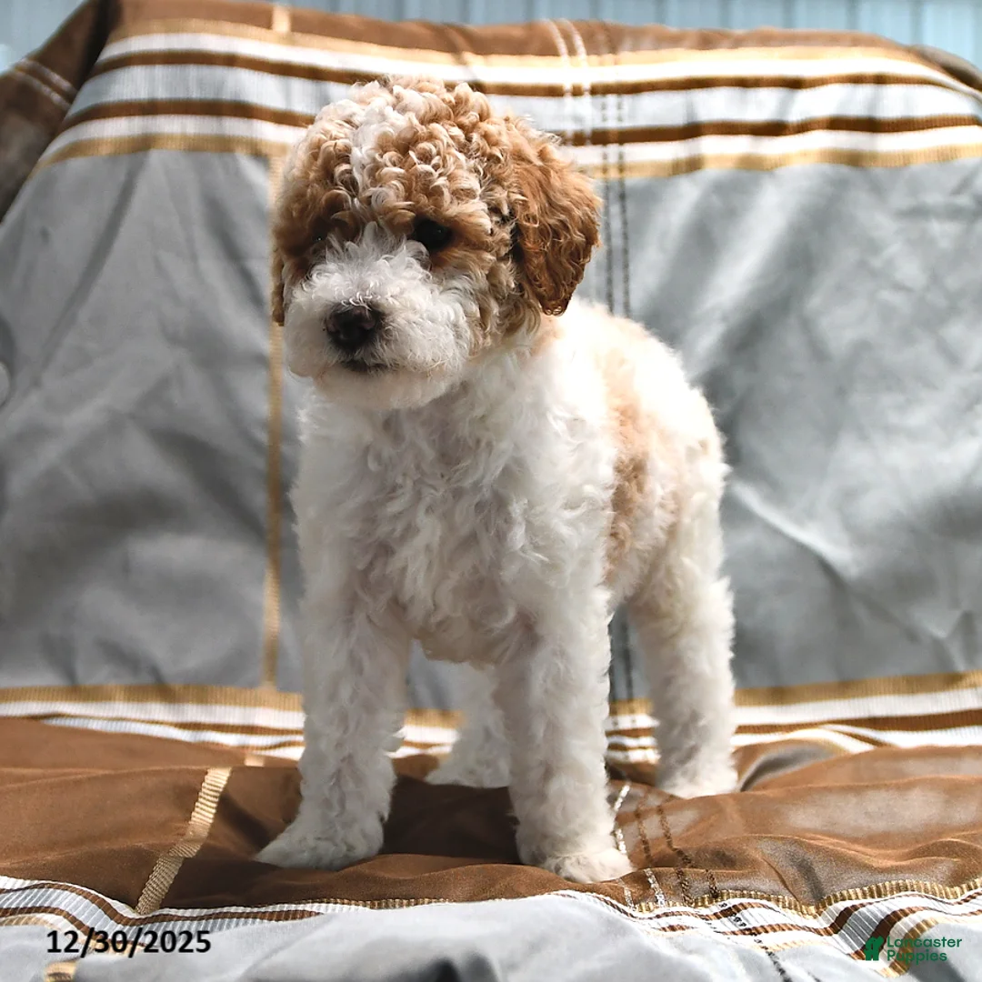 Goldendoodle dogs for sale: Holly - Ad 10