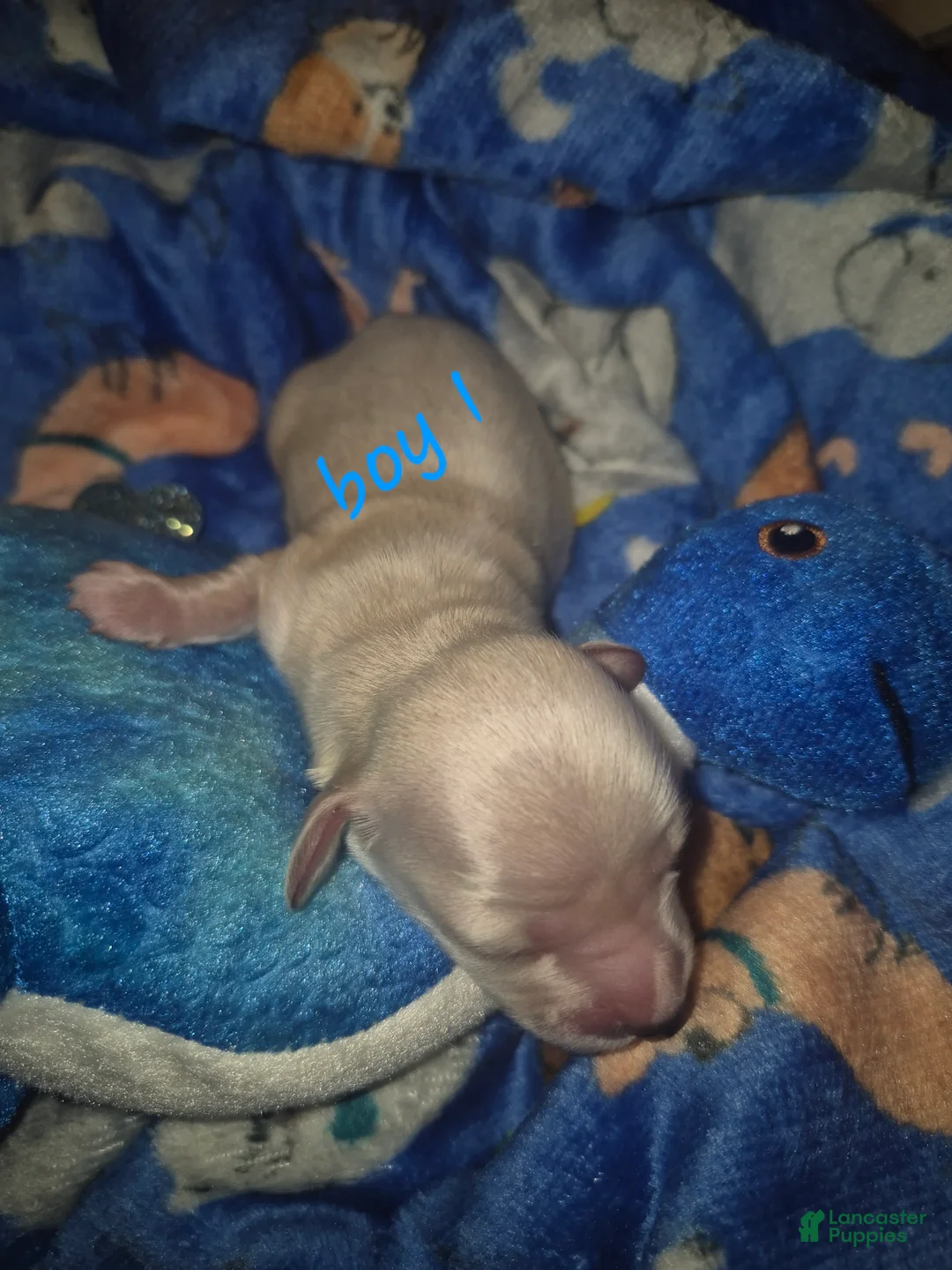 Miniature Dachshund dogs for sale: ee Cream boy 1 - Ad 2