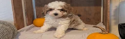 Miniature Poodle dogs for sale: Lyla - Ad 6
