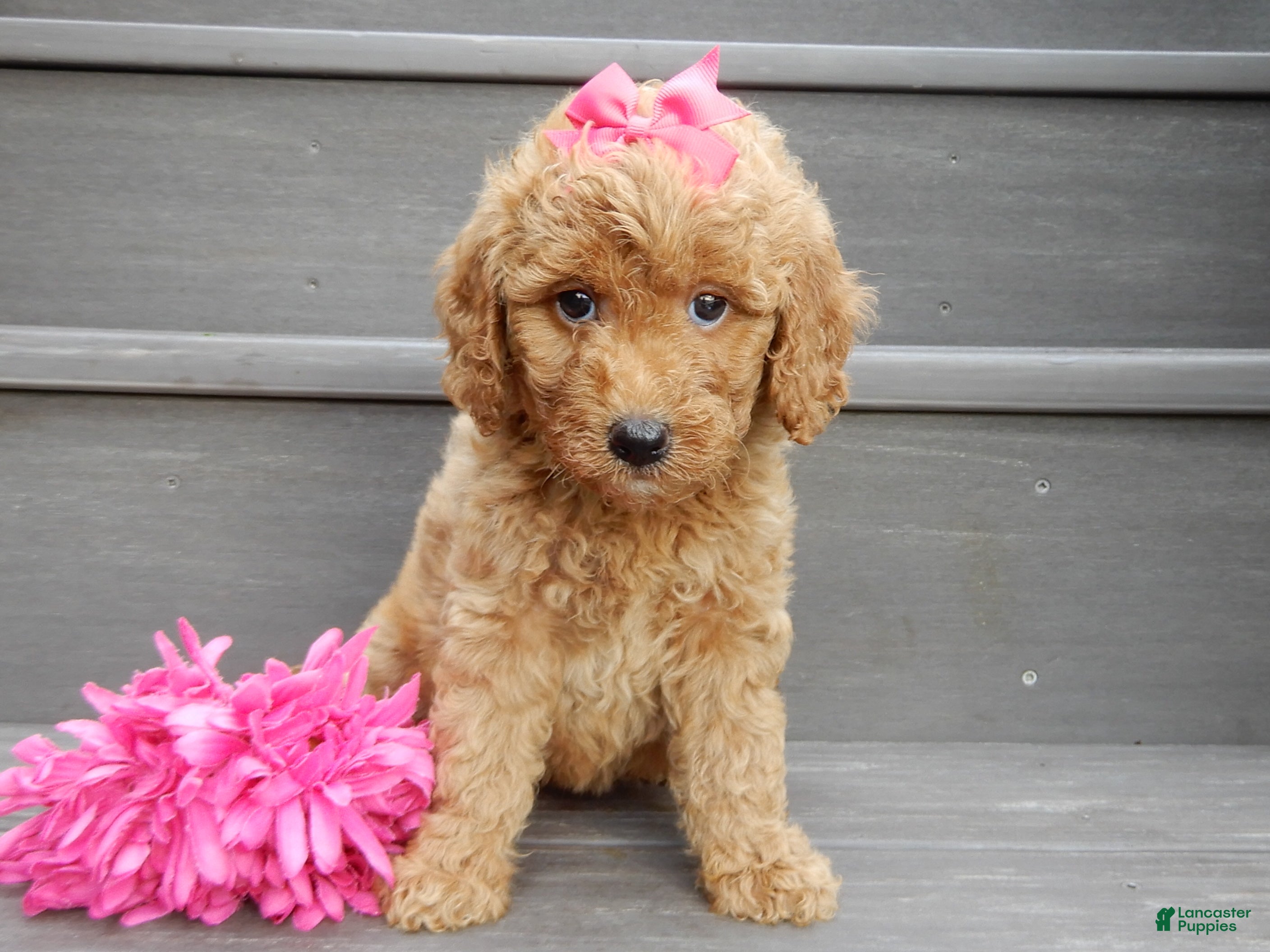 Mini Goldendoodle dogs Hazel - Ad 1