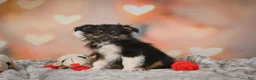 Miniature Australian Shepherd dogs for sale: Alice - Ad 6