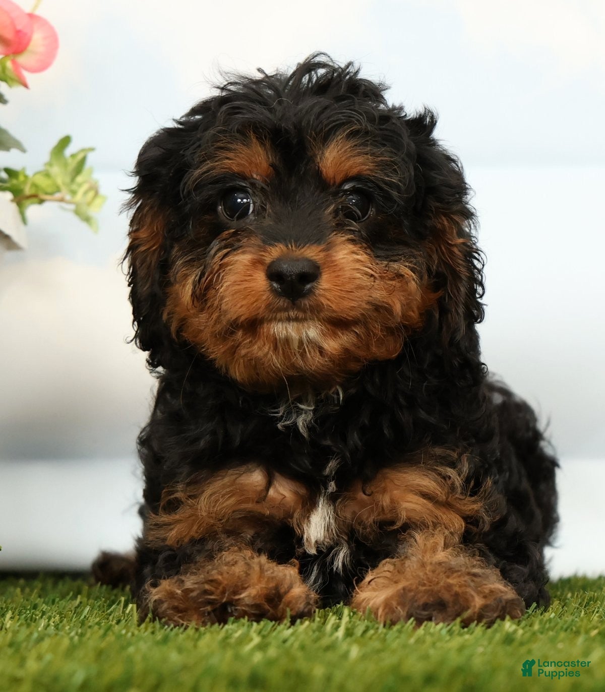 Cavapoo dogs Jet - Ad 2