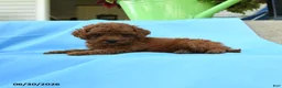Toy Poodle dogs for sale: Ferdinand - Ad 4