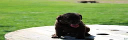 Labrador Retriever dogs for sale: Dandy - Ad 3