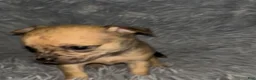 Chiweenie dogs for sale: Fireball - Ad 4