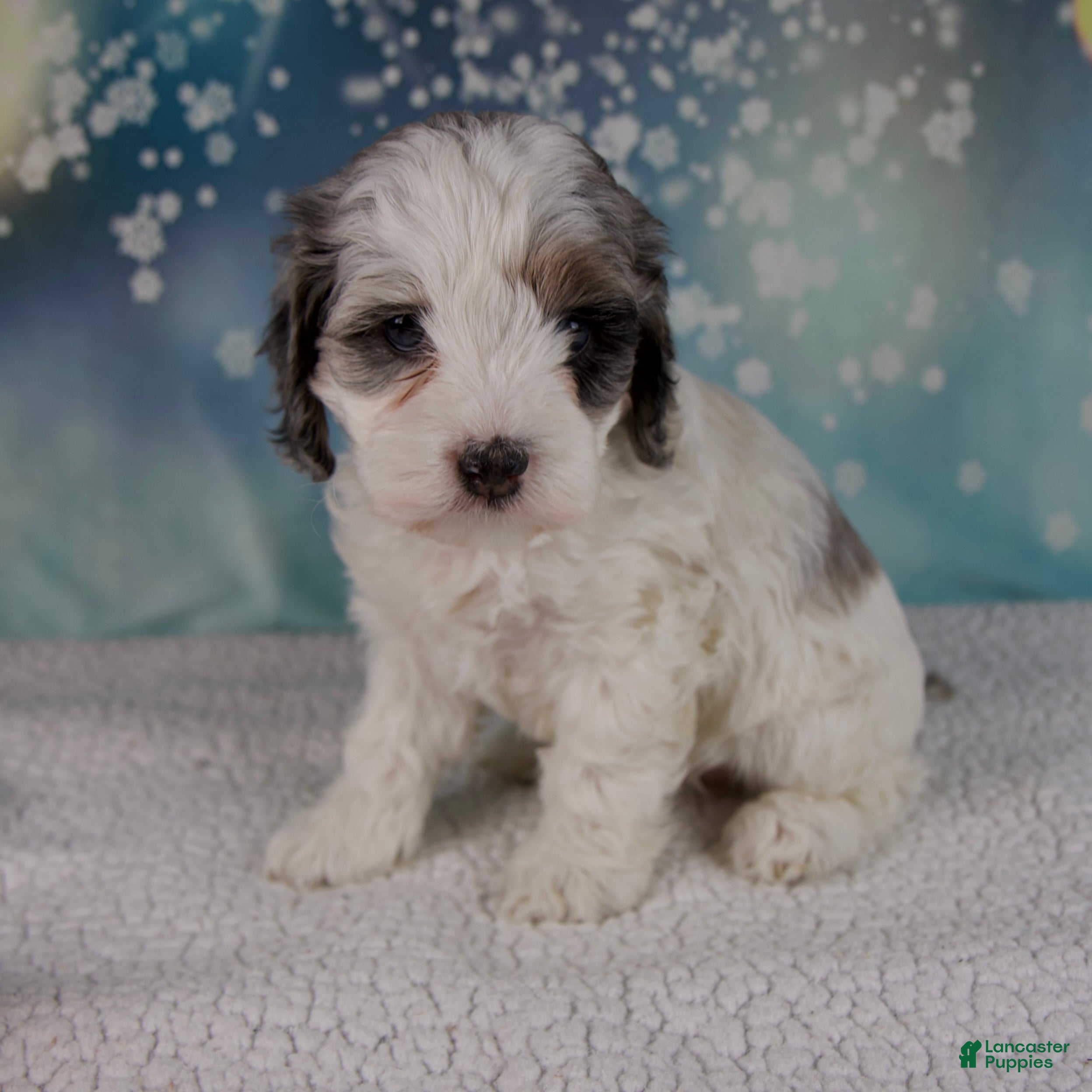 Cockapoo dogs Carla - Ad 37