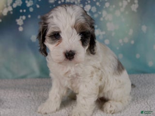 Cockapoo dogs Carla - Ad 2