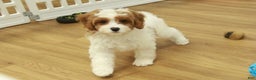 Cavapoo dogs for sale: Maggie - Ad 10
