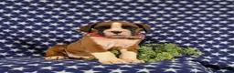 Boxer dogs for sale: Pacino - Ad 3