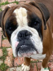 Otis