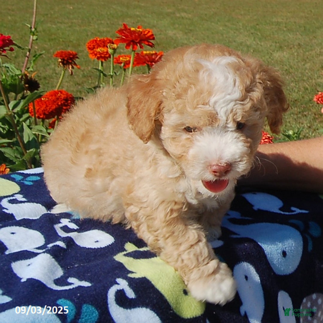 Toy Poodle dogs for sale: Blaze - Ad 4