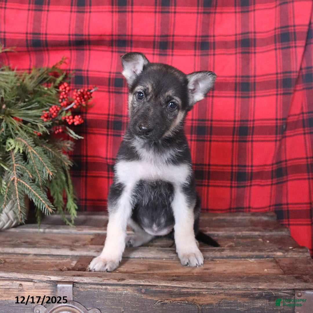 German Shepherd dogs for sale: Bright - Ad 2