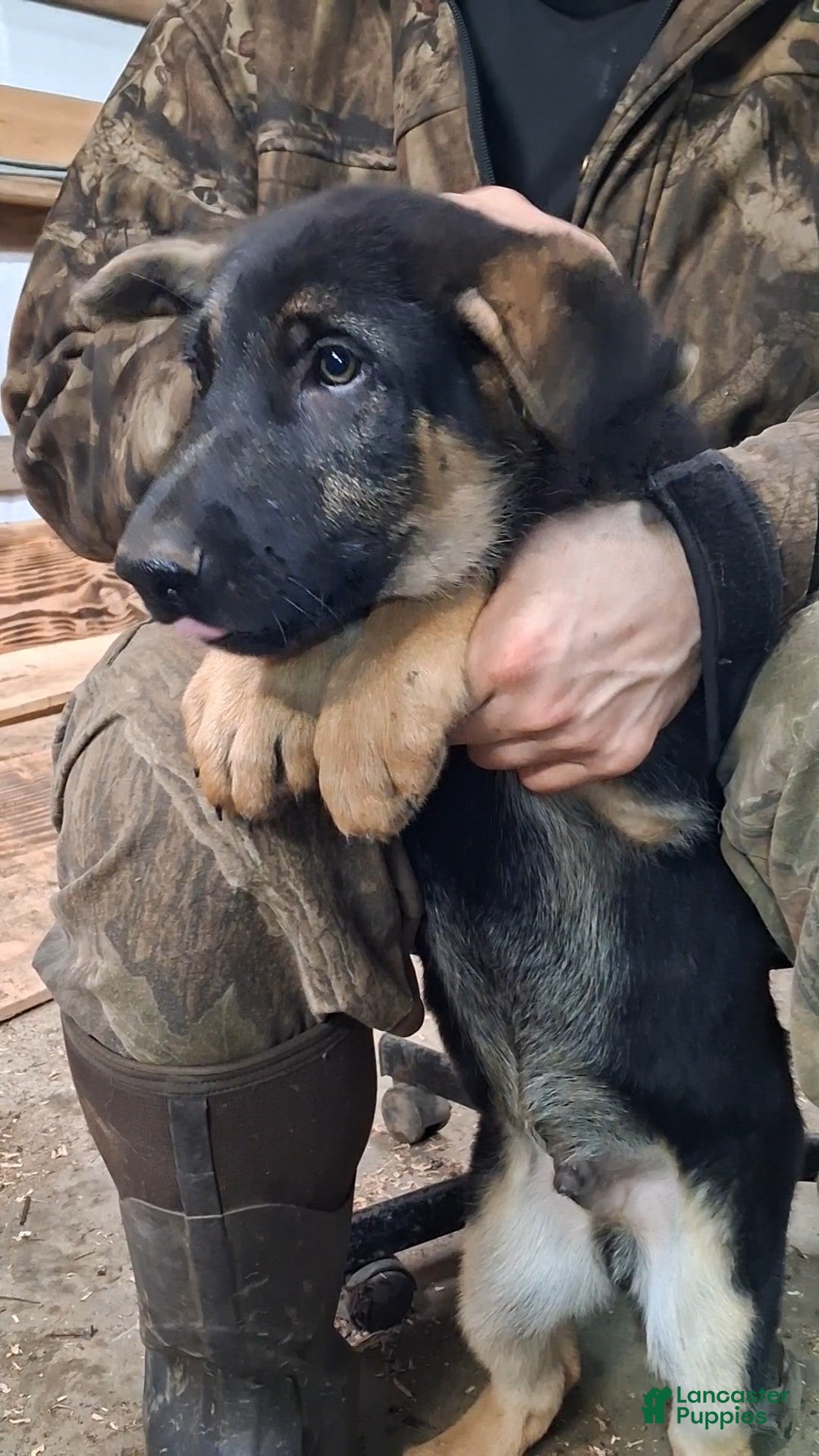 German Shepherd dogs for sale: German Shepherd Puppy 2 - Ad 4