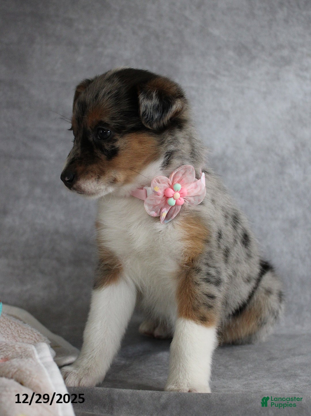 Mixed Breed dogs for sale: Amelia - Ad 2