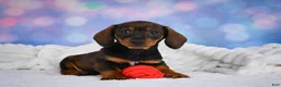 Miniature Dachshund dogs for sale: Millie - Ad 6