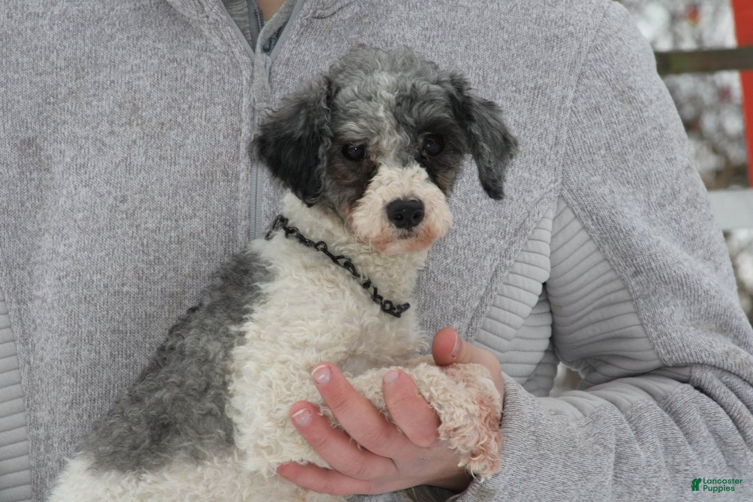 Toy Poodle dogs for sale: Mandy - Ad 4