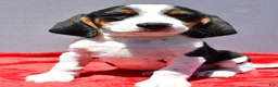 Beagle dogs for sale: Rudy - Ad 5