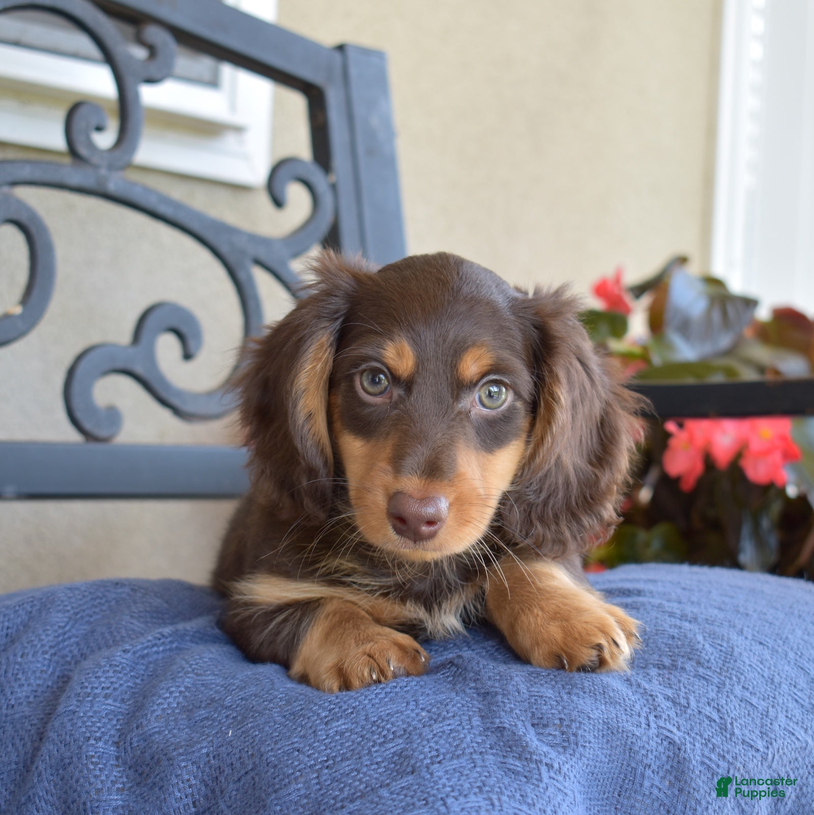 Miniature Dachshund dogs Oliver  - Ad 2