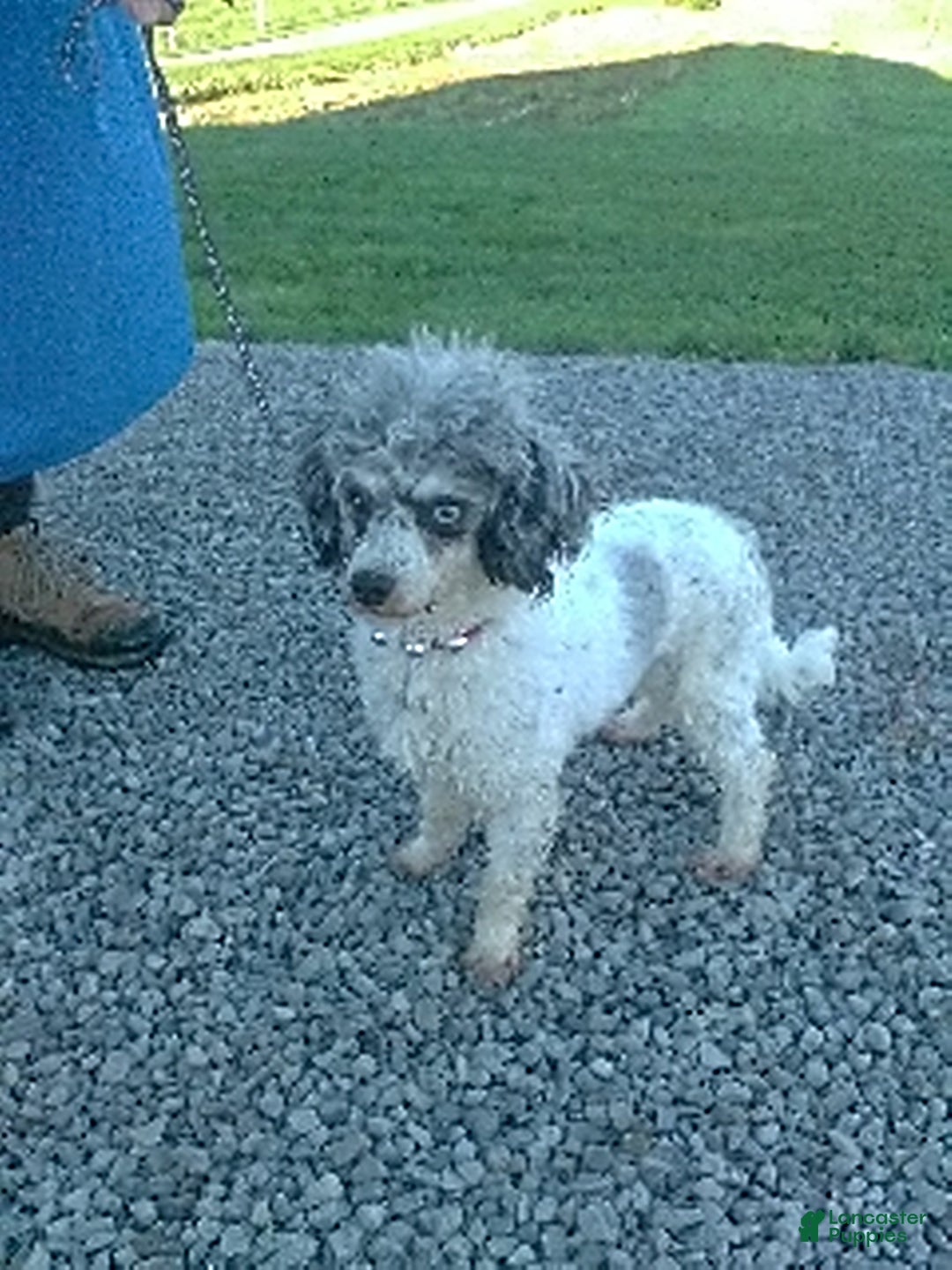 Mixed Breed dogs for sale: Shirley - Ad 7