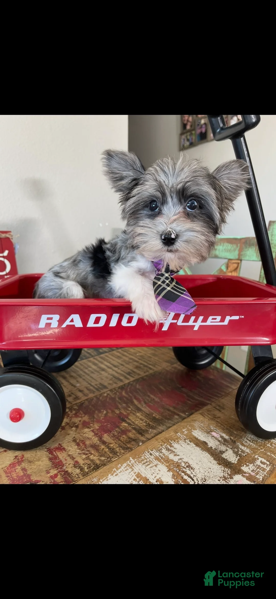 Yorkshire Terrier dogs for sale: KB BlackBerry Partial Blue eye - Ad 5