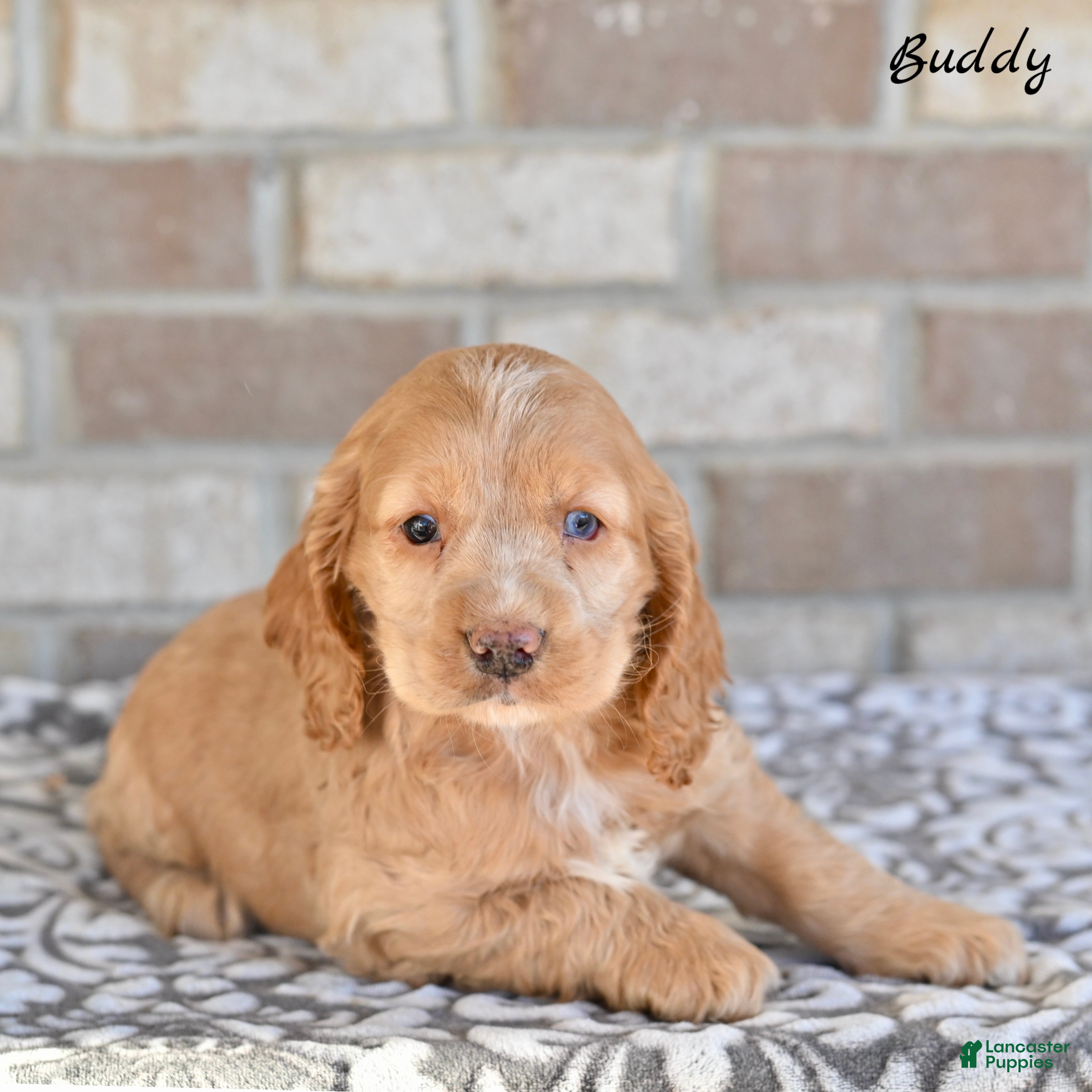 Cocker Spaniel dogs Buddy - Ad 1