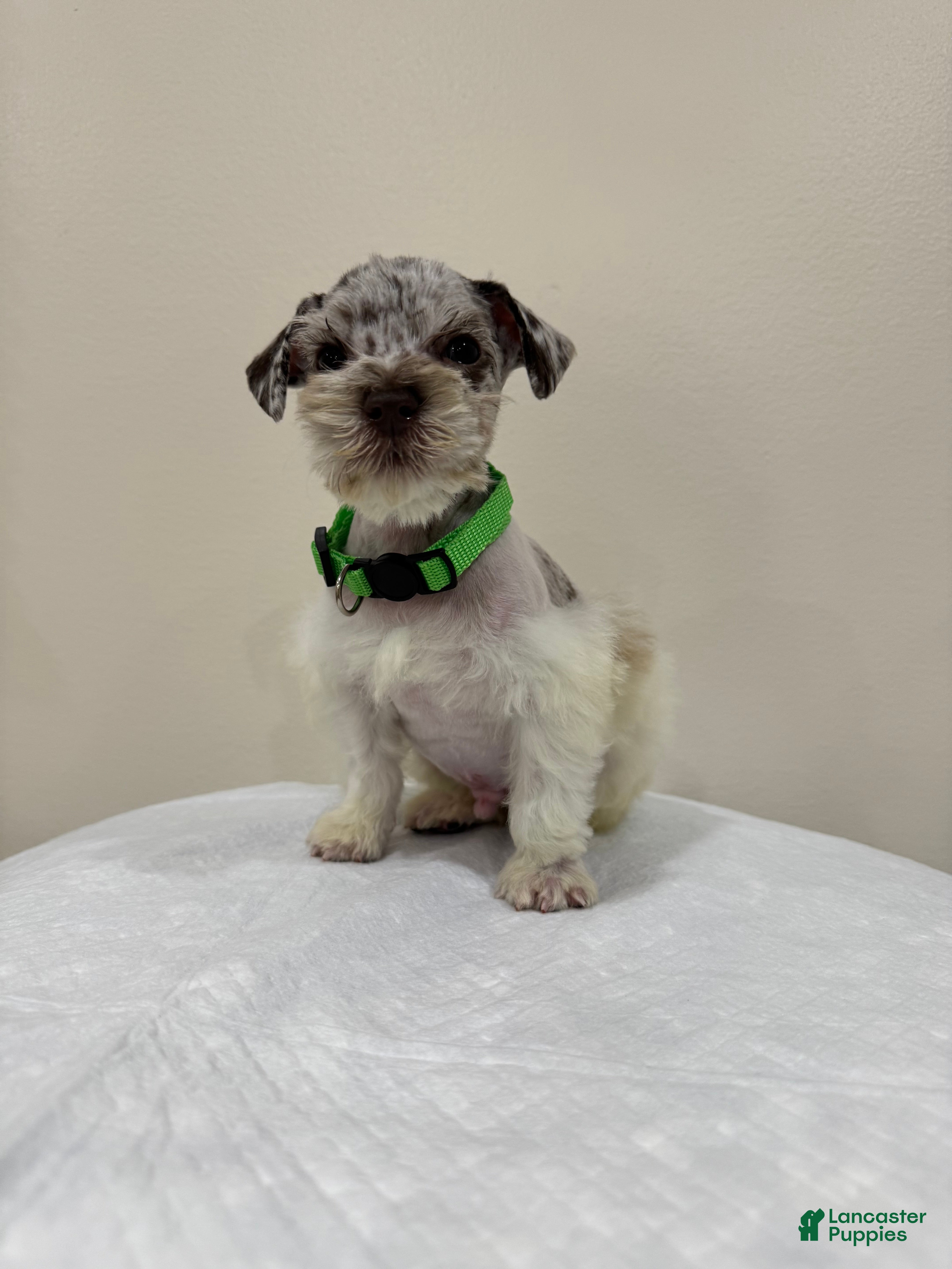 Miniature Schnauzer dogs Miniature Schnauzer Puppy 2 - Ad 2