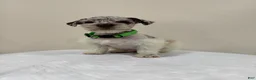 Miniature Schnauzer dogs for sale: Miniature Schnauzer Puppy 2 - Ad 2