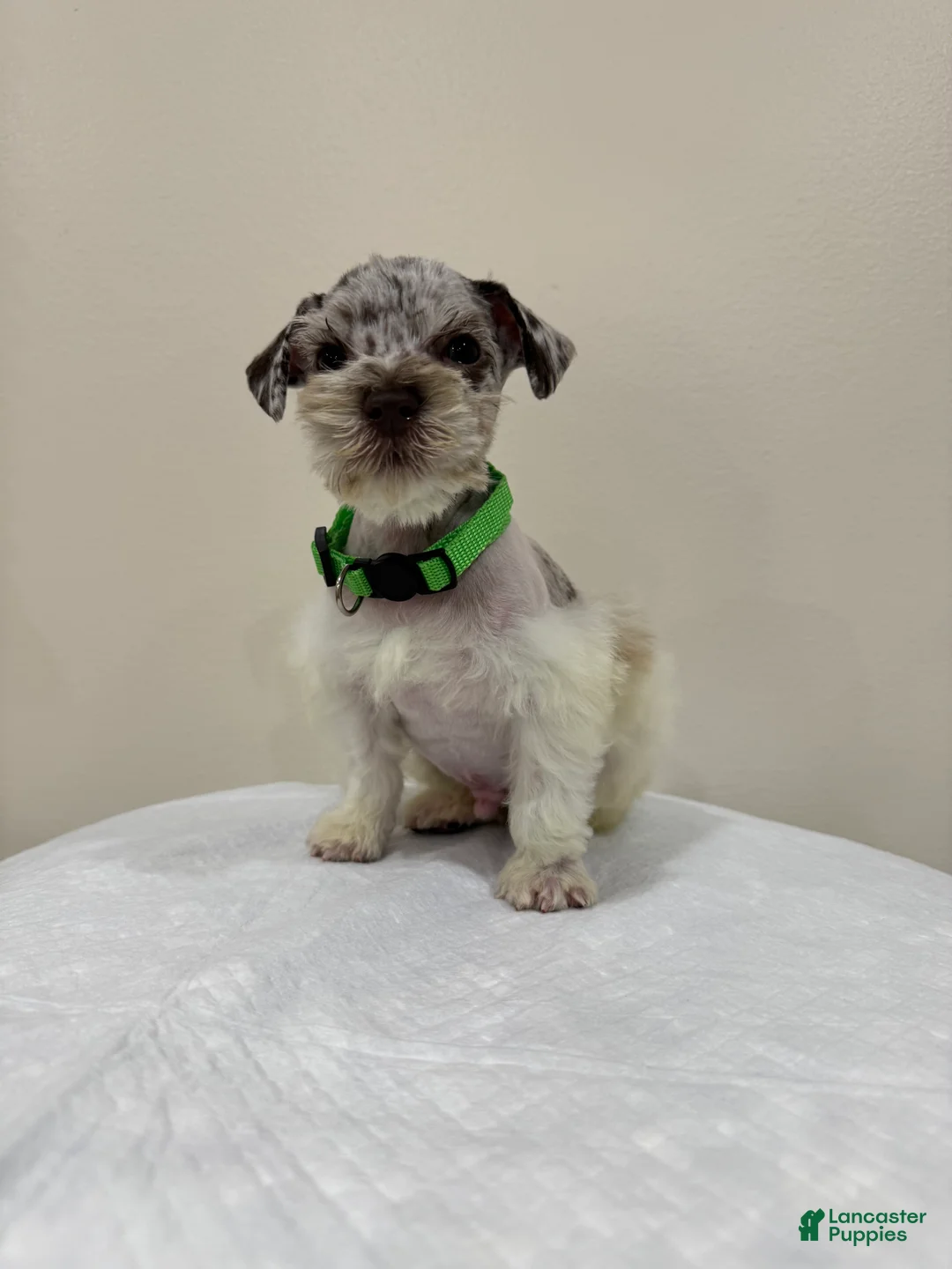 Miniature Schnauzer dogs for sale: Miniature Schnauzer Puppy 2 - Ad 2