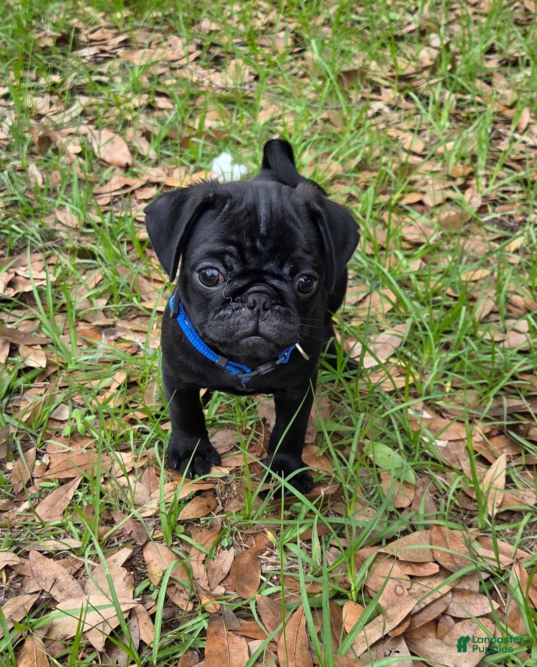Pug dogs for sale: Toby - Ad 1