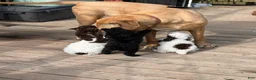 Miniature Poodle dogs for sale: CARTER - Ad 5