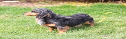 Miniature Dachshund dogs for sale: Fletcher - Ad 7