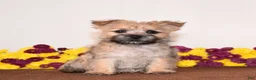 Cairn Terrier dogs for sale: Kiwi - Ad 2