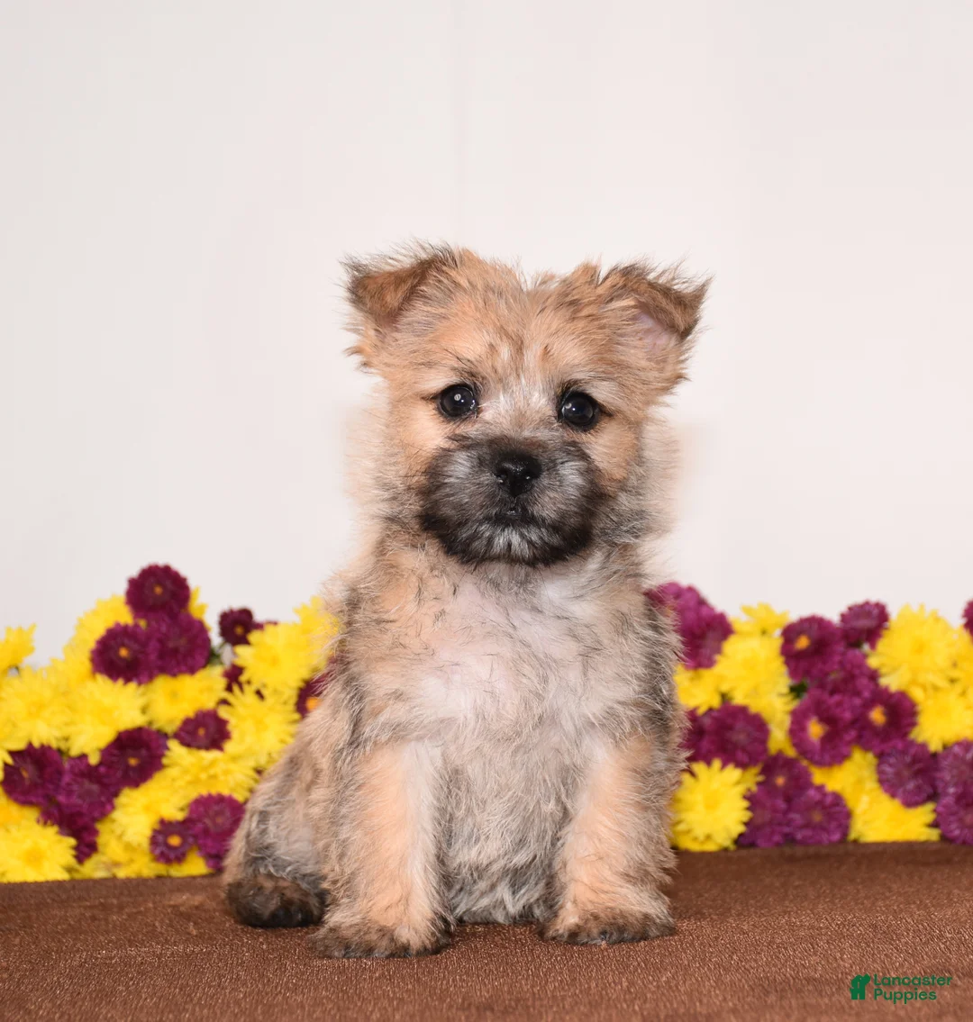 Cairn Terrier dogs for sale: Kiwi - Ad 2