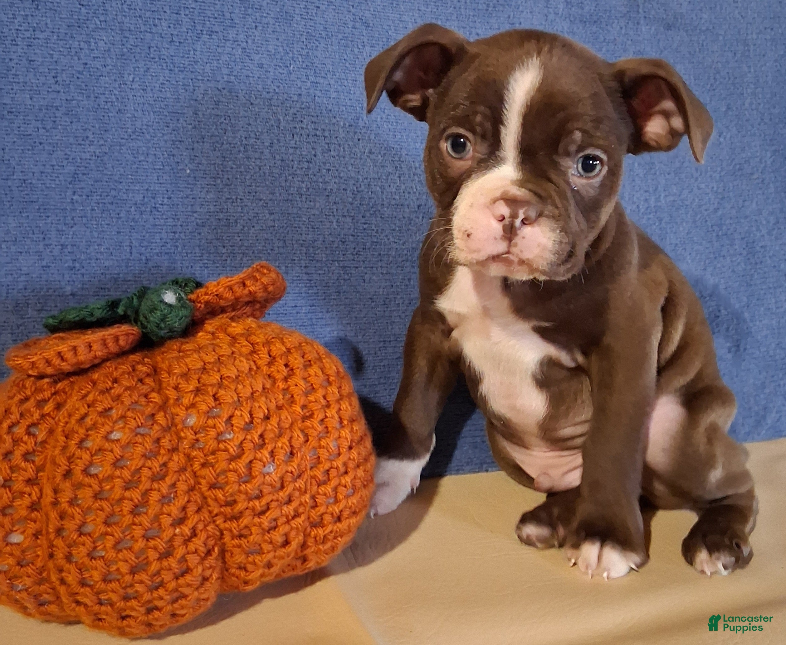 Boston Terrier dogs for sale: Ian - Ad 1