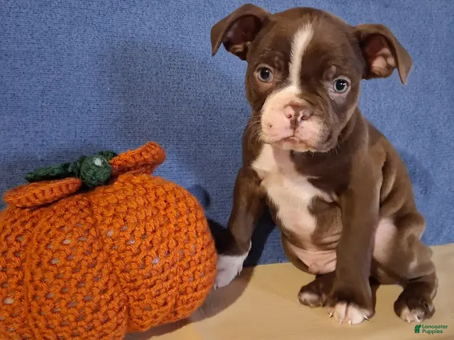 Boston Terrier dogs for sale: Ian - Ad 1